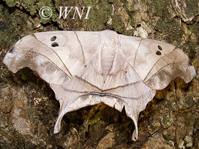 Dysdaemonia brasiliensis (Arsenurinae, Saturniidae, Lepidoptera)